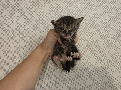 종료(자연사) 믹스…